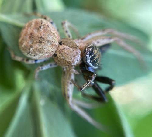 Xysticus sp.